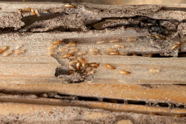 Best Commercial Pest Control Services  in Cameron, MO